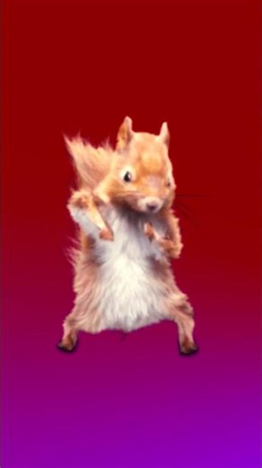 I Can’t Stop Watching This Dancing Squirrel! 🐿❤️ #Dance #ViralShorts #SquirrelDance #TrendingShorts