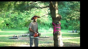 How to cut down a tree. #fy #fyp #carlislemcfuggit #carlislepro #carlislecertified #ryanvaughancomedy #carlisle #treework #osha #howto #stihl #fypp