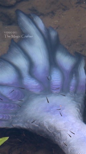 Minnows swim over a mermaid's tail in a river ✨️ This is a video that was filmed years ago. It shows cute little minnows swimming over the fluke of one of my silicone mermaid tails that day I had gone to the river with dad to film. I love fish. They're adorable 🥹🖤 Please enjoy this short video. As a reminder, I am a professional mermaid performer in a silicone mermaid tail, not AI or CGI #themagiccrafter #professionalmermaid #mermaid #mermaidphantom #rivermermaid | The Magic Crafter