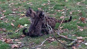 Neues Zuhause im Hunsrück - Putzmuntere Puma-Babys halten Pfleger auf Trab