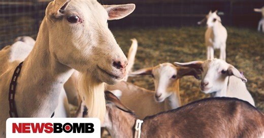 Αμπελόκηποι: Έκαναν παράνομη εκτροφή κοτόπουλων, κατσικιών και εριφίων σε ταράτσα 16οροφου κτιρίου