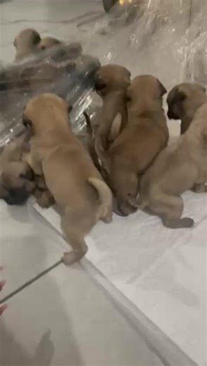 Pugs 😍😍 #pug #pugs #pugpuppy #houston #texas