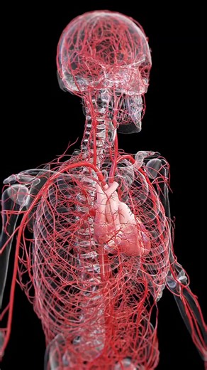World of Biology on Instagram: "The arteries are crucial blood vessels that carry oxygen-rich blood from the heart to all parts of the body. Learn about the major arteries, their functions, and their importance in maintaining overall health. From the aorta to the smallest arterioles, these vessels ensure that every cell gets the oxygen and nutrients it needs. . . Animation credit 📸- @sciepro.official . . #circulatorysystem #arteries #healtheducation"