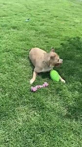 1.1K views · 53 reactions | Who just can’t LOVE this girl?! Julie is so easy going she plays with herself. We are still working on dog testing and we will see about cats if she passes her dog tests. Come see this sweet love! | City Of La Porte, TX Adoption Center & Animal Shelter | Facebook