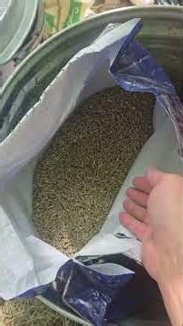 Calf mana for Zelda and transitioning the doe's to higher quality 18% protein feed. #livestock