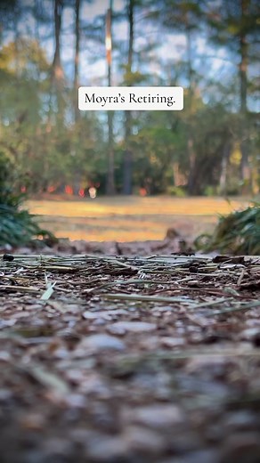 4.1K views · 158 reactions | Moyra, our first-generation doe, has been an invaluable member of our small family. In May 2023, she proudly welcomed her first litter, and went on to have four more, contributing significantly to our goals. Now, with a well-deserved retirement, we honor her service. Moyra will peacefully enjoy her days in the backyard alongside the family she has lovingly created. We express deep gratitude for her dedicated contributions. | Rabbit Pals | Facebook