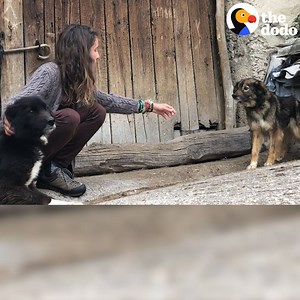 7.4M views · 91K reactions | Every day for months, this woman hiked by two dogs chained up in the mountains and asked their owners if she could take them. Her persistence finally paid off in the most beautiful way ❤️ | The Dodo | Facebook