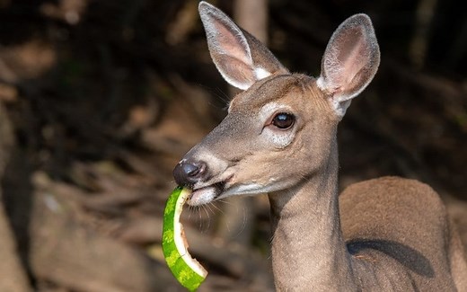 Do Deer Eat Watermelon? (11  Ways to Keep Them Out of the Garden)