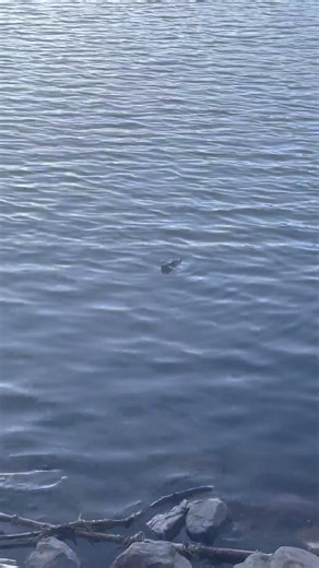 Echo Lake: Scanning the Water