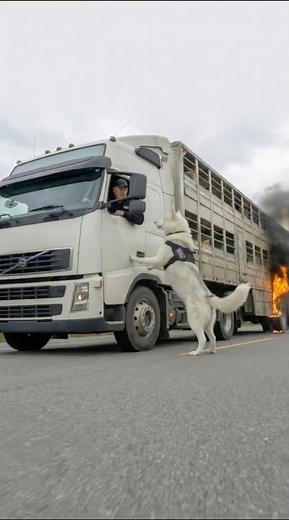 Brave K9 Dog Saved The Sheeps From A Disaster #dogs #rescue #animals