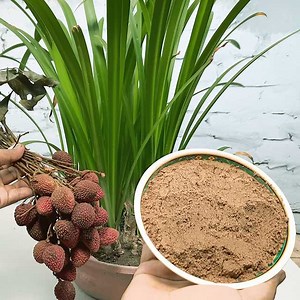 430K views · 4.7K reactions | DRY! fertilizer of Lychee peel || Use of Lychee peels | Rana Craft | Facebook