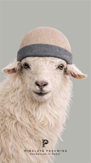 This is how real cashmere is made.High in the mountains with altitude of 3500m to 4500m.Cold altitude gives the fiber its exceptional warmth and softness.#cashmere #pashmina #himalayanpashmina #himalayan