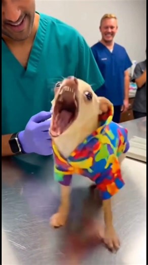chichuahua always fear from injection 🤣