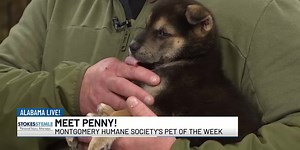 Pet of the Week: Meet Penny!