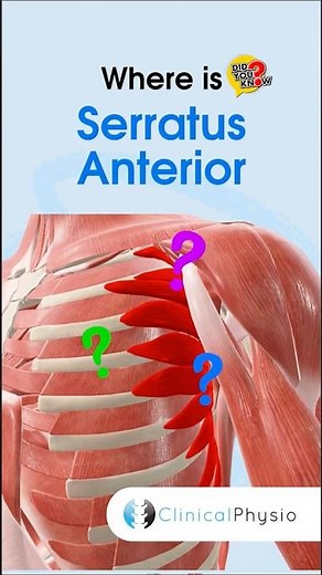 Serratus Anterior #physicaltherapy #physiotherapy #anatomy #serratusanterior