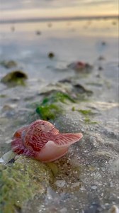 39K views · 2K reactions | This is just one of the benefits of...