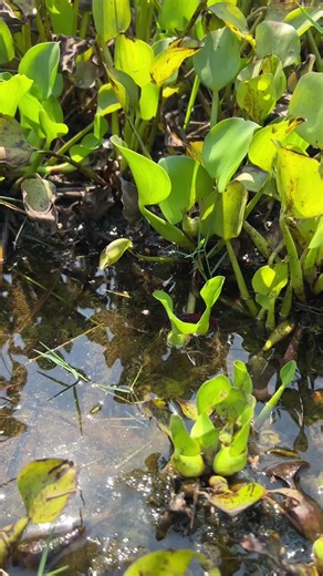 Most Beautiful Betta Fish Found In Lake