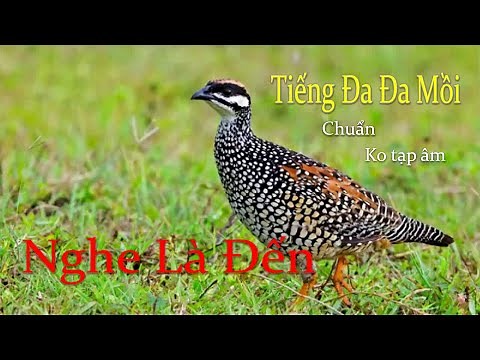 Tiếng Chim Đa Đa Mồi Gáy, File Bẫy Chuẩn MP3 #tiengdada