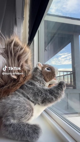 #squirrel #fyp #nutella #dance | dance