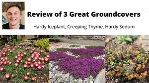 Ground cover review for the sunny garden: hardy iceplant, creeping thyme, hardy sedum