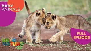 Baby Animal Predators: Lions, Cheetahs, Foxes | Baby Animals 105