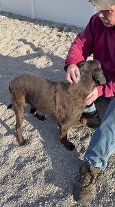 26K views · 886 reactions | Milo is a calm old boy who has had ZERO...