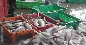 close up of a fisher placing the sorted fish into crates. A fishmonger stands by, checking the quality and making sure they are arranged properly