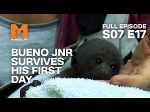 Alison Mothers A New Baby Woolly Monkey | Season 7 Episode 17 | Full Episode | Monkey Life