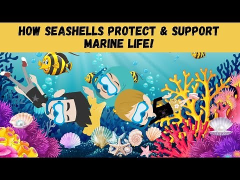 How Seashells Protect and Support Marine Life | The Role of Shells in Ocean Ecosystems 🌊🐚