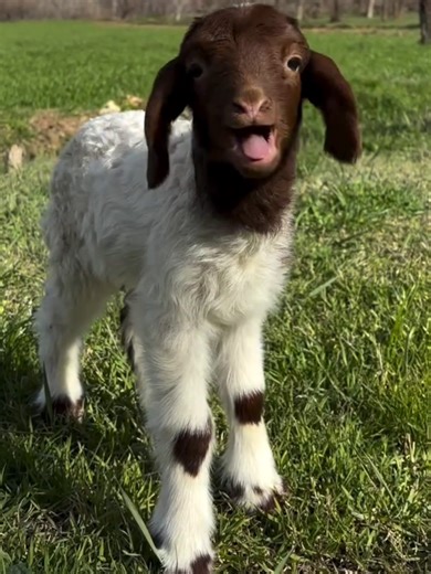 Cute Animal Sounds Compilation