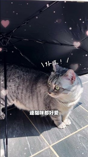 99%隔離討厭太陽的雨傘，比一支手機還輕！認真覺得你們一定要買😭 #雨傘 #陽傘