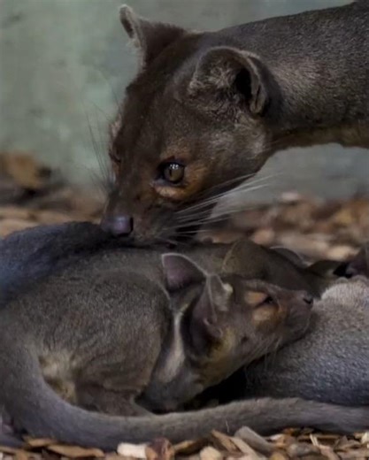 Ever wondered what a fossa pup cuddle puddle looks like? 💤