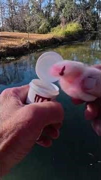 FISH ATTRACTANT you’ve never SEEN #bringmasculinityback #bellybombs