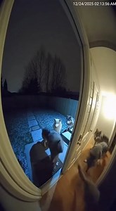 A pack of wolves in my house | SR Digital Tips