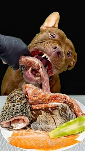 Best of Pitbull Eating Sounds #asmr