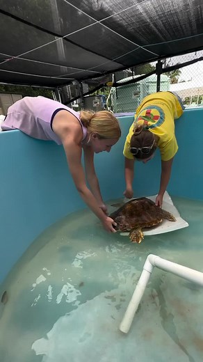 Scooby Update: Juvenile Loggerhead Sea Turtle Responding to Treatment