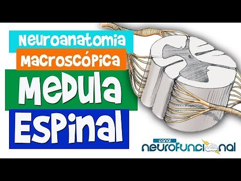SPINAL CORD - Macroscopic Neuroanatomy - Rogério Souza #1