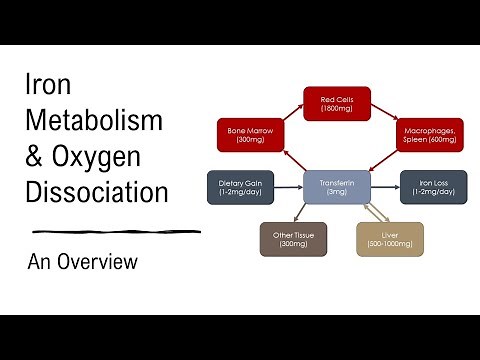 Haematology: Iron Metabolism