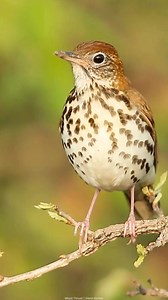 Time is Running Out: Plant Trees in Bird Habitats with Every $20! ABC is leading the way in bird conservation, but we can’t do it without you. Now through December 31, every $20 you give will plant a tree in critical bird habitat — and when you join at our Special Introductory Membership rate, you’ll also receive a FREE bird book! Don’t miss this limited-time chance to take bold action for birds in need. With your gift of $35 or more, you will: 🌳 Plant a tree in bird habitat — give $40 to plant