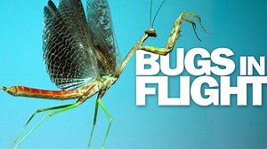 Watch How a Mantis Takes Flight at 6,000 FPS