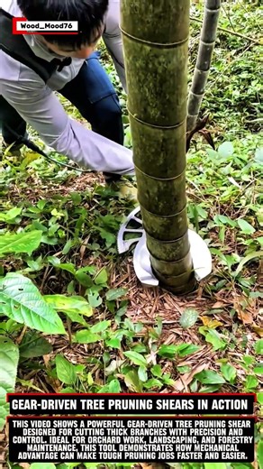 Gear-Driven Tree Pruning Shears in Action #woodworking #wood #woodwork
