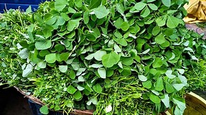 From Nutrient Rich Food Blood Sugar Regulation, Health Benefits Of Methi Saag