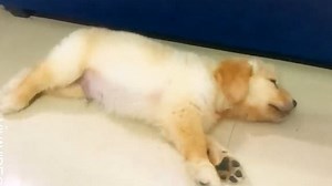 Adorable video shows dog running while dreaming in his sleep