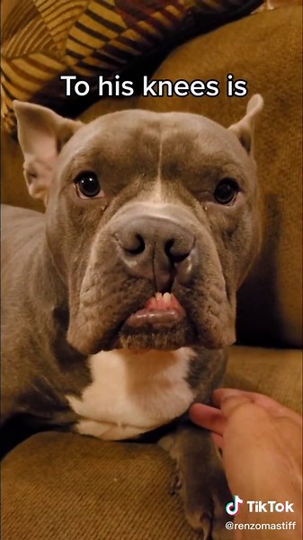 Heartbreaking Sounds of Injured Pups | Emotional Response