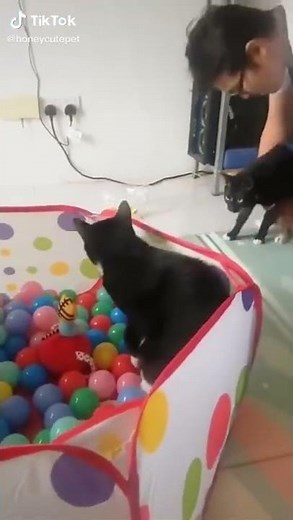 Cat bounces off of ball pit