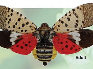Reps Hosting Bryn Mawr Spotted Lanternfly Awareness Event