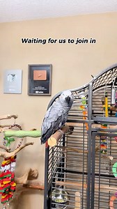 2.4M views · 62K reactions | I didn’t chirp in with Giz and now his going solo!  #funnyparrot #bird #talkingparrot #parrot | Gizmo the Grey Bird | Facebook