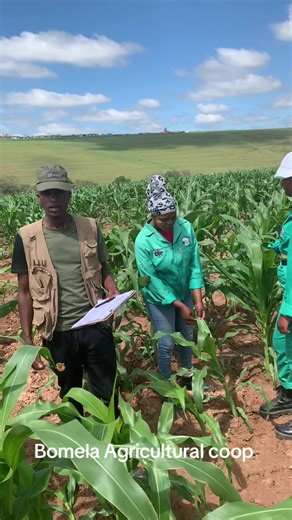 Kusetyenzwa Rhut#tiktok #foryoupage #agriculture #farming