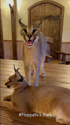 Floppa Marx Hissing and Kerr : Caracal #shorts