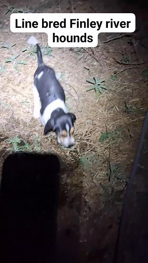 These are puppies out of Finley River Lead and Finley River Cardi B #finleyriverkennels #coonhound #familytradition #coonhuntingintexas #outdoors #fyiシ゚viralシ #everyoneactivefollowersシfypシ゚viralシalシ | Finley River Kennels